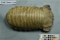 藏品(詹姆士深水虱)的圖片